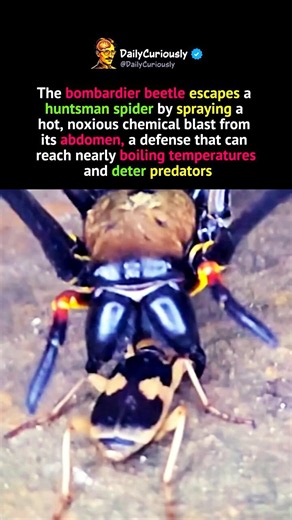 This Tiny Beetle Fires Boiling Chemicals at Its Enemies!