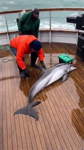 Terrified Dolphins Leap Into a Fishing Boat to Escape a Giant Whale #dolphins #whale #oceanchaos