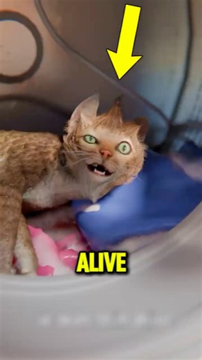 You Wont Believe How This Brave Cat Survived A Washing Machine Disaster