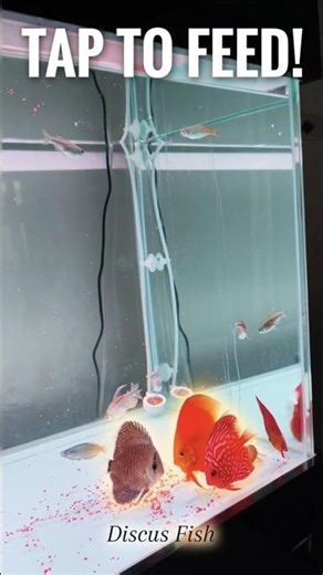 Tap to Feed Discus Fish 🐟 Pellet Feeding Routine #fyp #shorts #viral #aquarium #fish