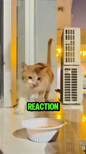 This Stray Cat Was Starving Until One Man Stopped 🥺#cats #love #viral #shorts