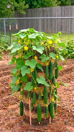 DIY Vertical Cucumber Garden! Grow More Cucumbers in Less Space 🥒
