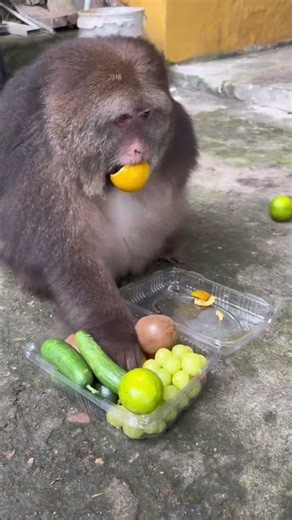 Star Identifier One-Armed Monkey Star Magical Animals on Douyin Monkeys of Emei Mountain Harmonious