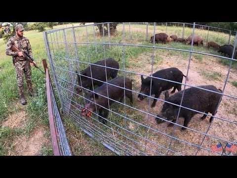 Wild Boars Frenzy to Escape - How Texas Farmers Stop Aggressive Wild Boar Herd to Protect Crop?