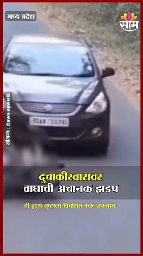 दुचाकी स्वारावर वाघाची अचानक झडप | Tiger Attack Video