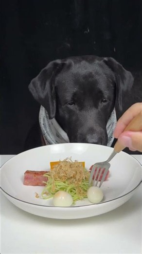 I Asked for Patience He Gave Me Puppy Eyes #dog #asmr #labrador