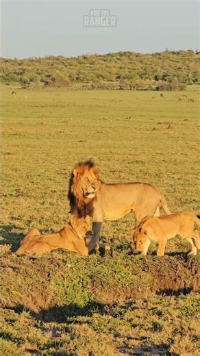🦁 Big Lion Greets His Cubs 🦁 #Wildlife #Safari
