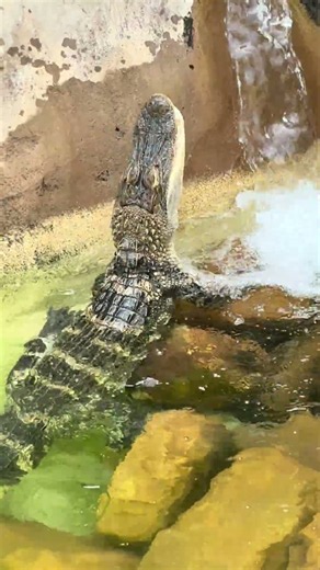 Alligator devours chicken