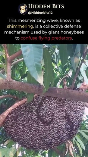Nature's Smartest Hive Defense Mechanism