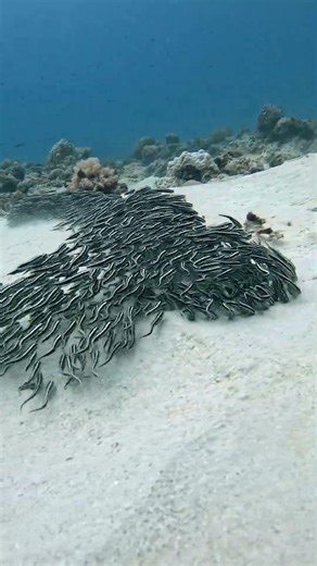 Massive School of VENOMOUS CATFISH