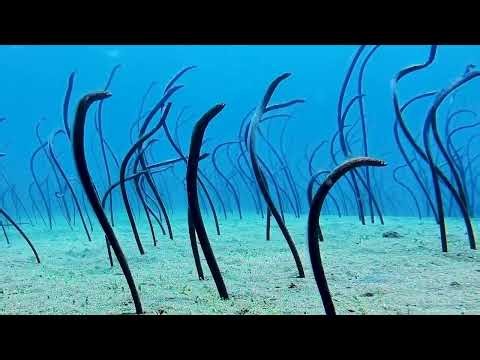 A City of Eels Wakes Up