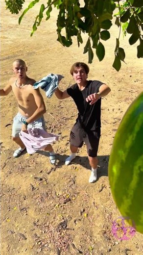 Watermelon on a Tree? Nature's Whimsical Surprise! 🍉🌳