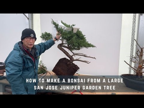 How To Make a Bonsai From a Large San Jose Juniper Garden Tree