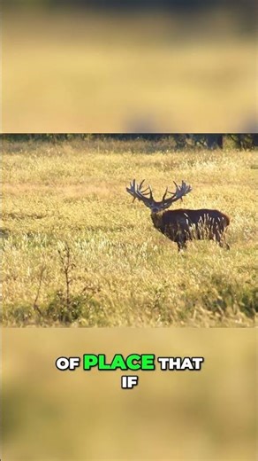 300 Win Mag Rifle Silenced: Unbelievable Silence & Hunting in USA #shorts