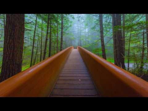 24/7 Foggy Redwood Forest Live Stream | Nature Sounds & Birds from Lady Bird Johnson Grove Trail