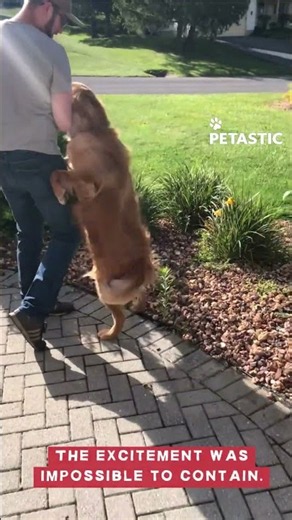 Golden Retriever's First Meeting With New Puppy