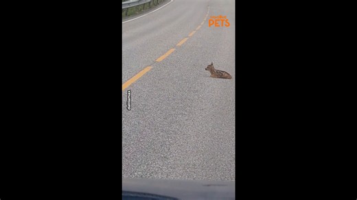 Tiny Baby Deer Stops Traffic After Lying Down in Front of Car on Busy