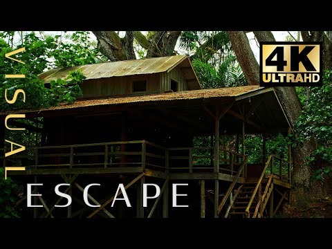 Light Rain On Cabin In Tropical Woods For 7 Hours | 4K