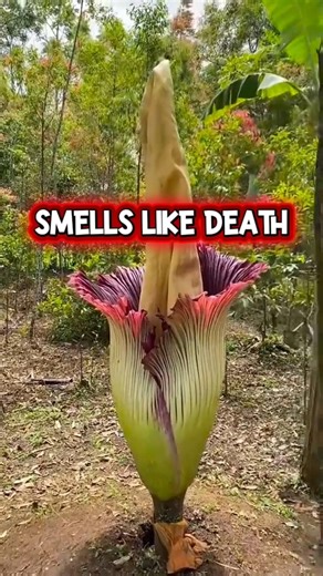 The Flower That Smells Like a Corpse #shorts #corpseflower #rareflowers