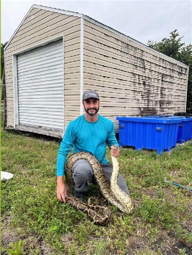 Hunting pythons in Florida? There may soon be an app for that | Exclusive