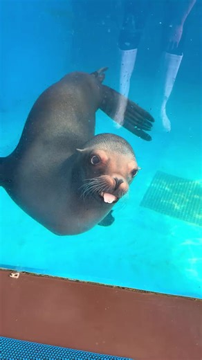 Angry Sea Lion Behavior Explained