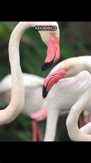 Why Do Flamingos Sleep on One Leg? 🦩#flamingo #wildlife #animalfacts #nature #shorts