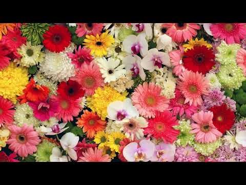 Soft Floral Background | Calm Relaxing Music for Focus, Study & Peaceful Ambience
