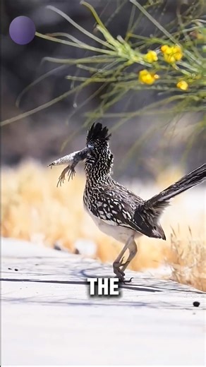 The roadrunner is the smartest bird in the world.