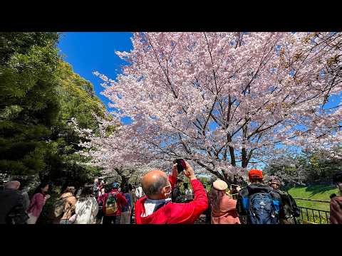 What Cherry Blossom Season in Japan is Like