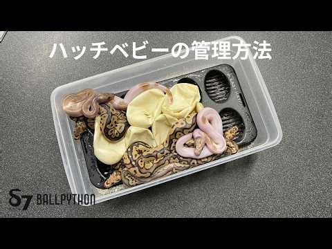 ハッチベビーの管理方法【ボールパイソン】