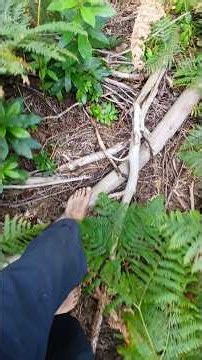Walking Barefoot Through the Forest 🌿 | Grounding, Nature & Peaceful Woodland Adventure
