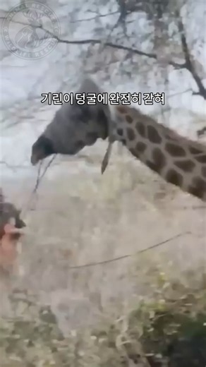 Rescuing a Giraffe Was Only the Beginning… #animalrescue #animals #wildlife