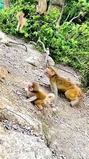 Why did the naughty monkey do that?