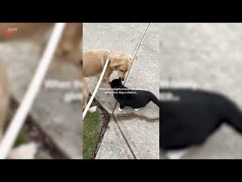 Golden Retriever Excitedly Tries to Befriend Cat - 1673079