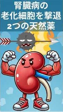 腎臓の老化細胞を撃退する2つの天然薬 #腎臓 #腎臓病 #腎臓の健康 #アンチエイジング #老化防止