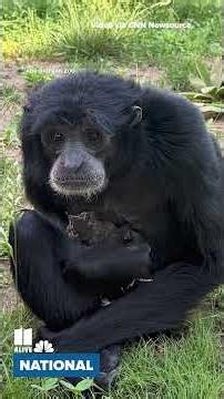 Zoo ape cuddles lost baby bird