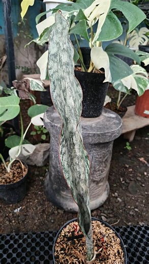 Real Picture Sansevieria Pemba Mozambique Long Size - Etsy
