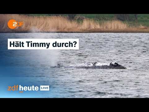 Buckelwal Timmy weiter in der Ostsee: Neuer Rettungsversuch wohl am Wochenende | ZDFheute live