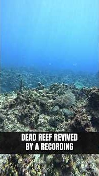 Scientists Played a Sound Recording and a Dead Reef Came Back to Life
