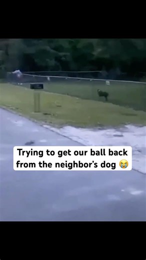 Dog lowkey just wanted to play too 😂😭