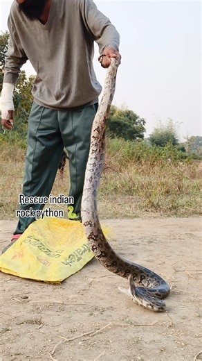 Aniket Nayak on Instagram: "Rescue indian rock python 🐍 #snake #snakeofinstagram #snakesofinstagram #trendingreels #ramgarh"