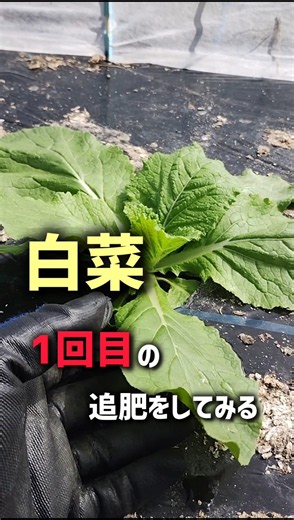 白菜、1回目の追肥をしてみる