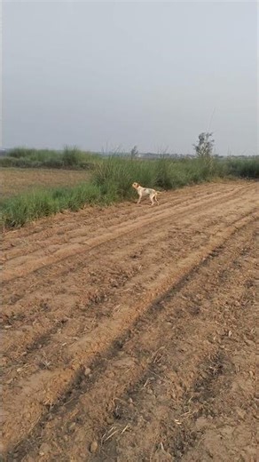 English Pointer × Desi Pointer 🔥 Ultimate Hunting Dogs in Action | Field Hunting Skills