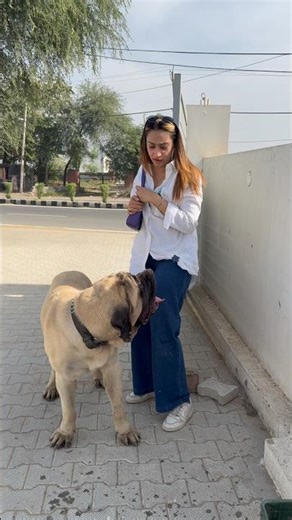 English Mastiff Dog Attacks My Wife #shorts #dogs #rottweiler #youtubeshorts #namitaology #trending