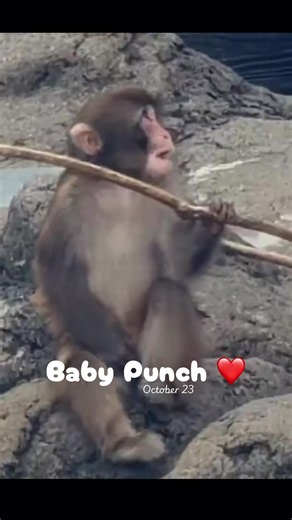 Punch-kun Puppy's Shy Moment: Runs to Grandpa for Comfort