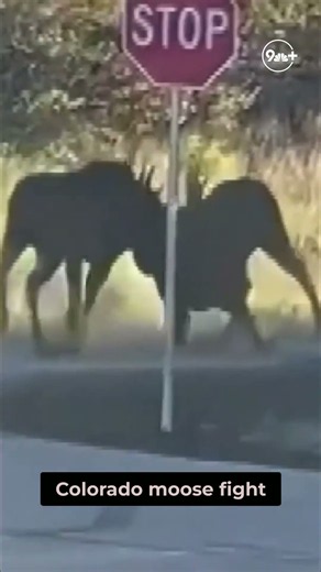 Moose mating season: Keep your distance