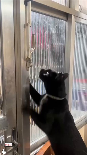 You do realize cats are actually intelligent aliens from the planet Caturn! 😹