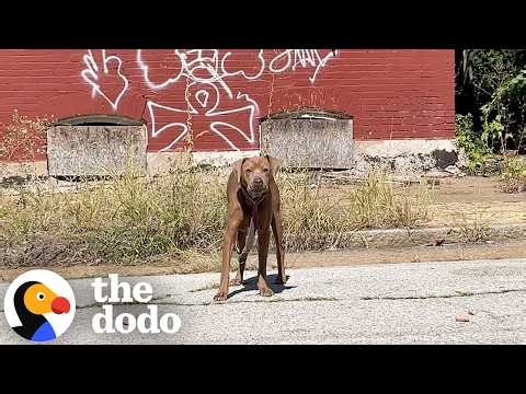 Weeks Of Trying To Save This Dog Finally Paid Off | The Dodo