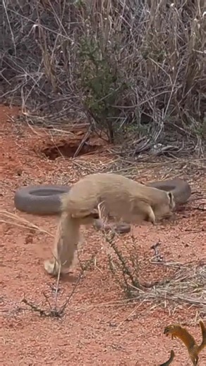 mole snake vS mongoose