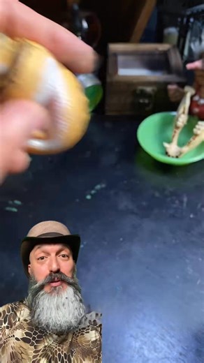 Checking a snake’s sex for breeding